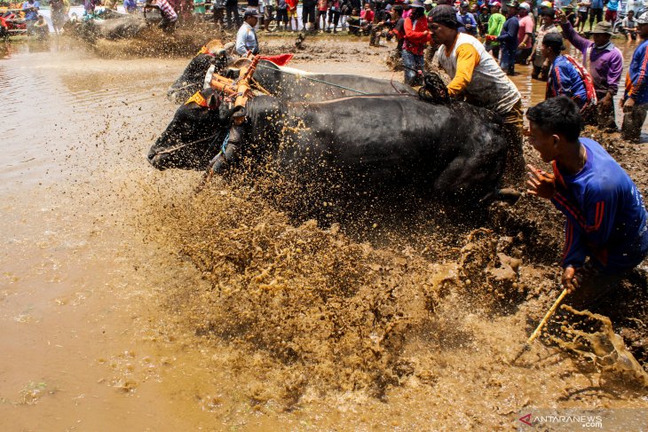 Karapan sapi brujul