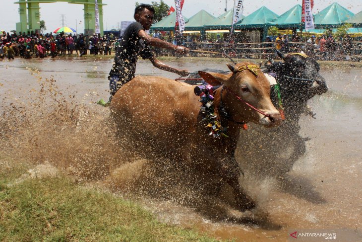 Karapan sapi brujul