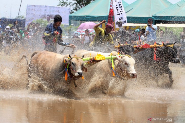 Karapan sapi brujul