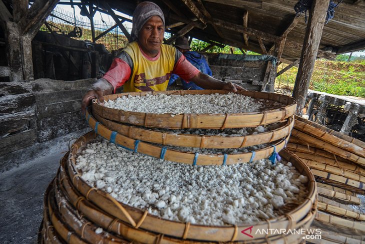 Produksi Tepung Aren Tradisional