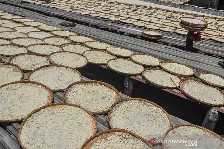 Produksi Tepung Aren Tradisional