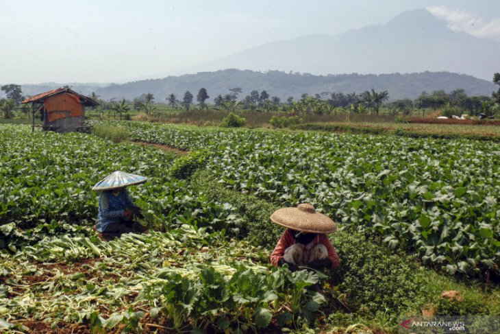 Sawi keriting di Pontianak naik menjadi Rp35.000 per kilogram