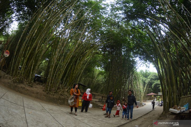 Wisata hutan bambu