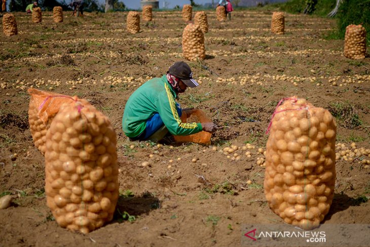 Target Swasembada Kentang Industri