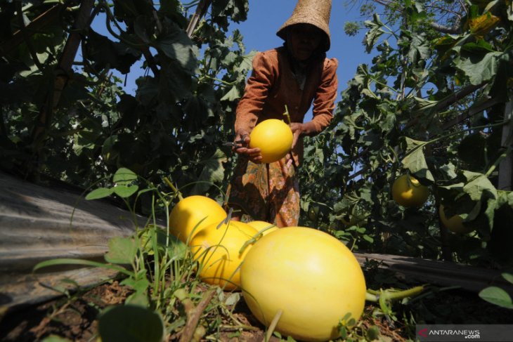 Harga melon melonjak