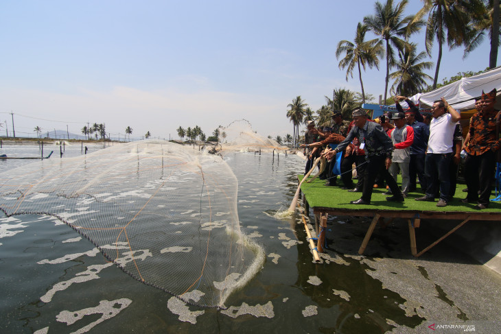 Budi daya udang tambak