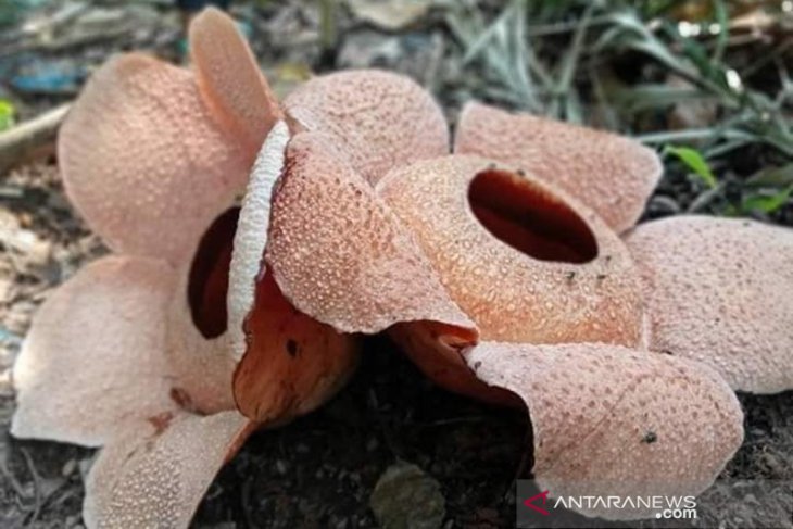  Bunga  rafflesia bersanding di  hutan Kaur Bengkulu 