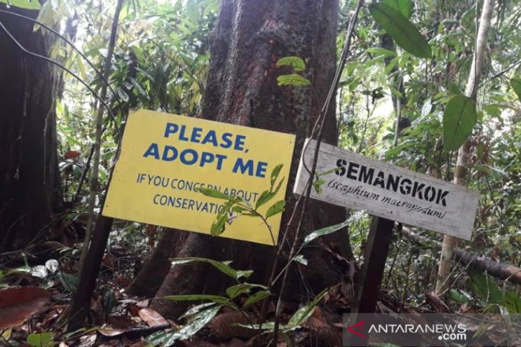 Program Pohon Adopsi Hutan Bukit Bengkirai