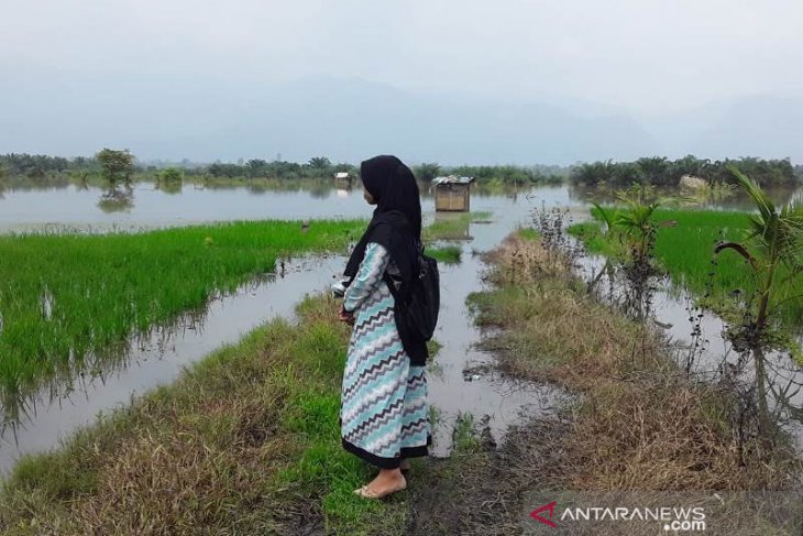 240 hektare sawah di Tapanuli Selatan terendam banjir, 6,5 hektare puso