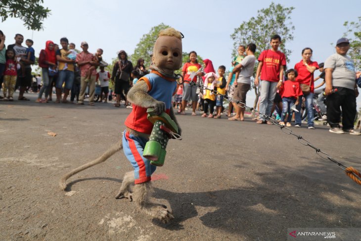 Pertunjukan topeng monyet ilegal