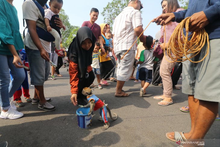 Pertunjukan topeng monyet ilegal