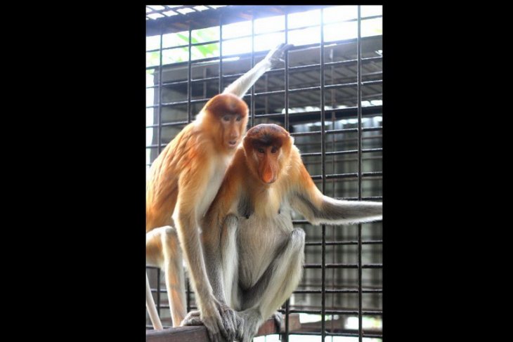 SBI team rescues endangered male proboscis monkey in South Kalimantan