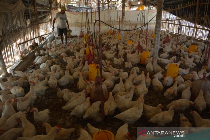 Ayam mati karena cuaca panas