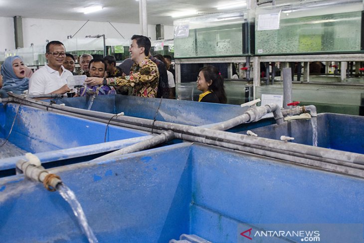 Menteri KKP Kunjungi Budidaya Ikan Hias