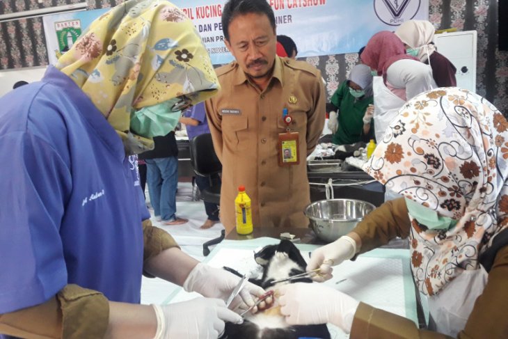 Vaksin dan steril kucing dilakukan Distan Banten antisipasi rabies