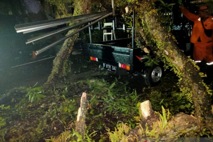 Akibat hujan, pohon tumbang timpa sejumlah mobil