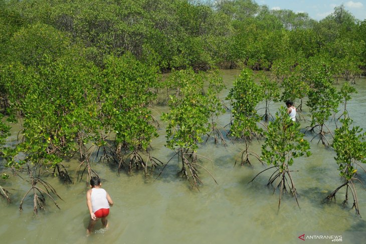 Berlibur ke Ekowisata Mangrove