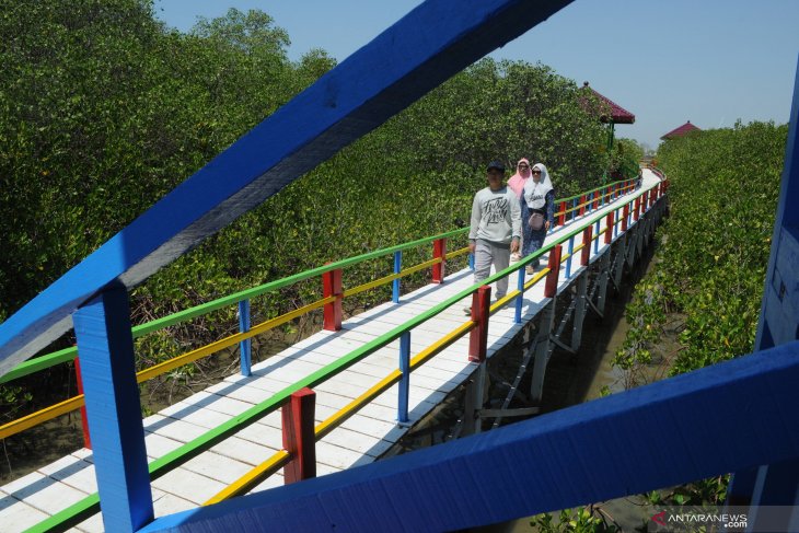 Berlibur ke Ekowisata Mangrove