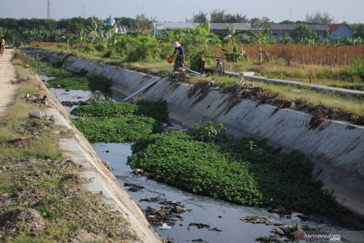 Manfaatkan air limbah rumah tangga