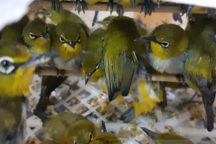 Penyelundupan ribuan burung digagalkan Karantina Cilegon