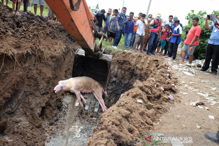 Penguburan bangkai babi (foto)