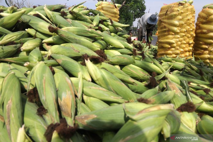 Panen jagung manis