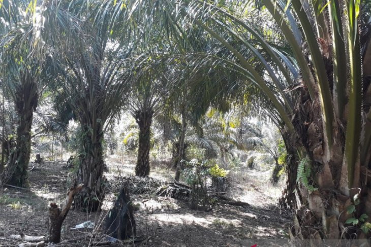 Produksi sawit petani Mukomuko turun drastis