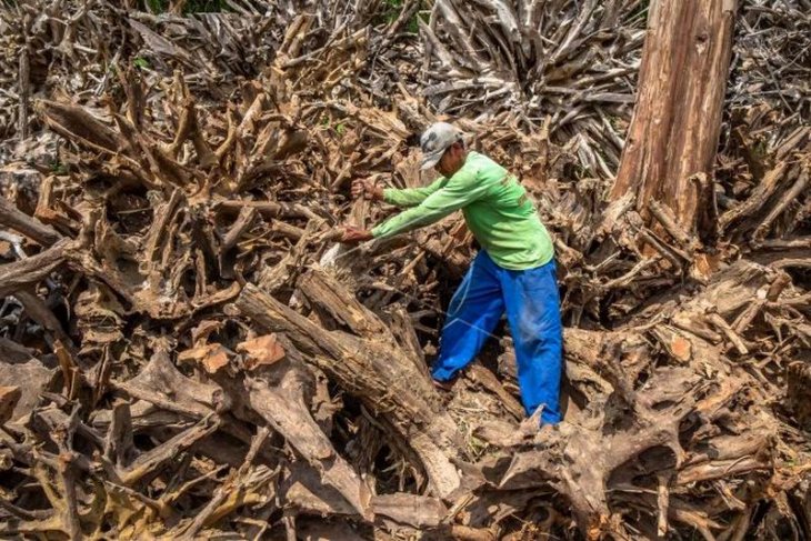 Kerajinan patung berbahan akar pohon jati