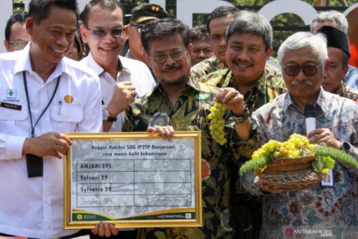 Mentan Limpo sebut penamaan anggur