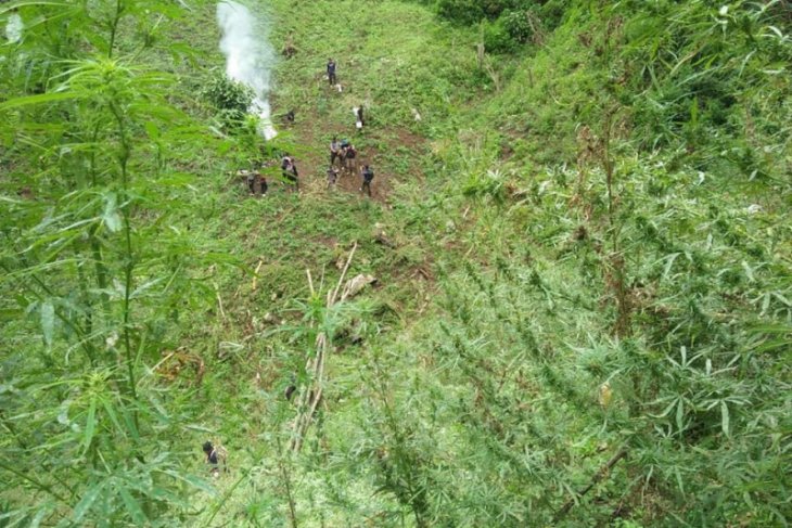 Polisi temukan 7 ha ladang ganja di Pegunungan Tor Sihite