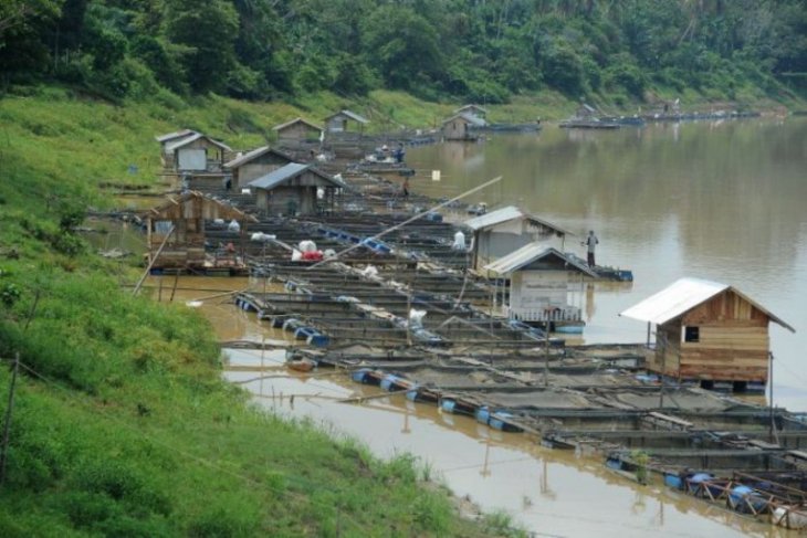 Budidaya ikan keramba terapung di Sungai Batanghari