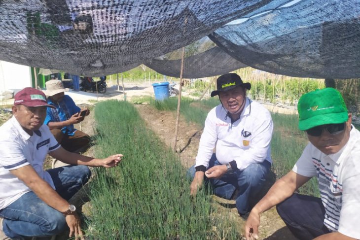 Kementan konsisten terapkan wajib tanam bawang putih