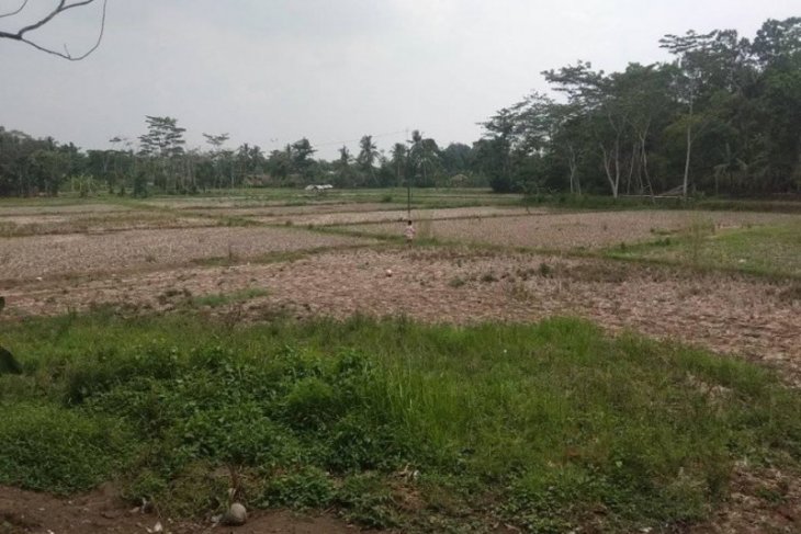  Hujan  mulai turun lahan  persawahan di Lebak masih alami 