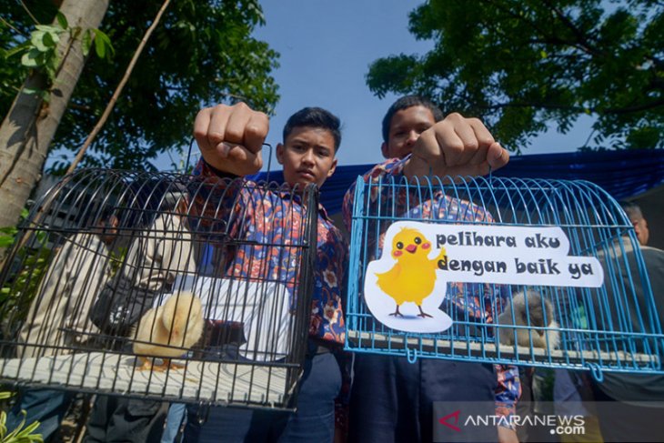 Pembagian Anak Ayam Untuk Siswa