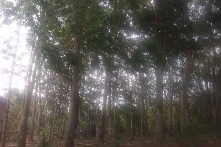 Petani karet Lebak lesu karena anjloknya harga jual