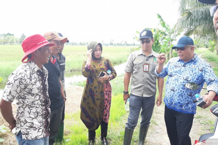 Kalbar targetkan benih padi bersertifikat di atas 30 persen