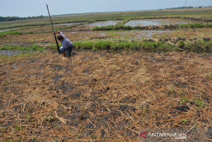 Fenomena tanah lembek di Jombang