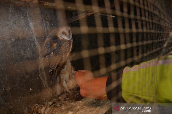 Penangkaran burung hantu