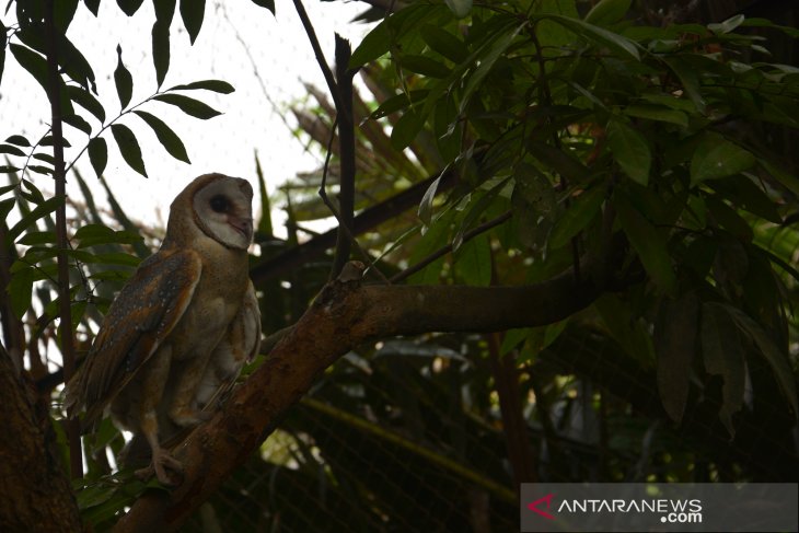 Penangkaran burung hantu