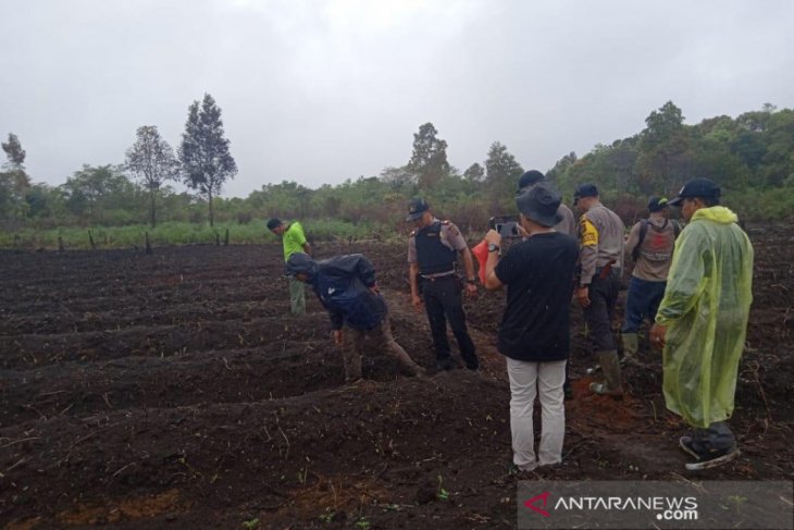 Diduga trauma, petani Pagaralam ngaku lihat tujuh harimau ternyata kerbau