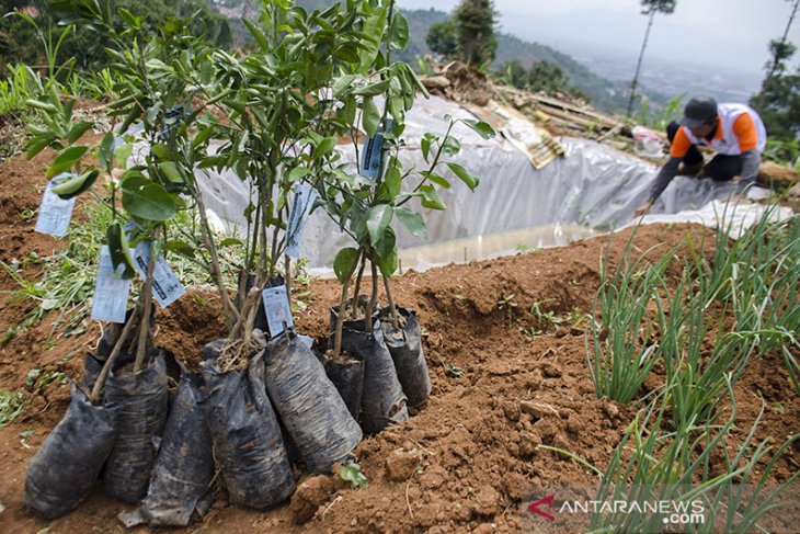 Gerakan Penanaman Pohon di Lahan Kritis