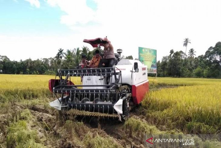 Forkopimkab Abdya panen raya padi