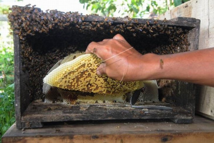 Edukasi budidaya lebah madu Jawa