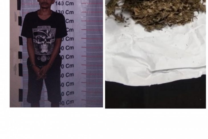 Polisi di Pangkalan Brandan tangkap warga Depok bawa ganja
