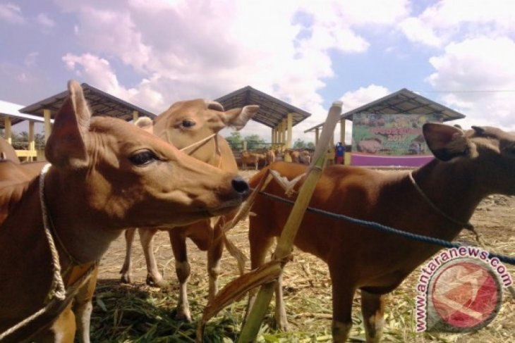 NTB stop pengiriman sapi ke daerah lain