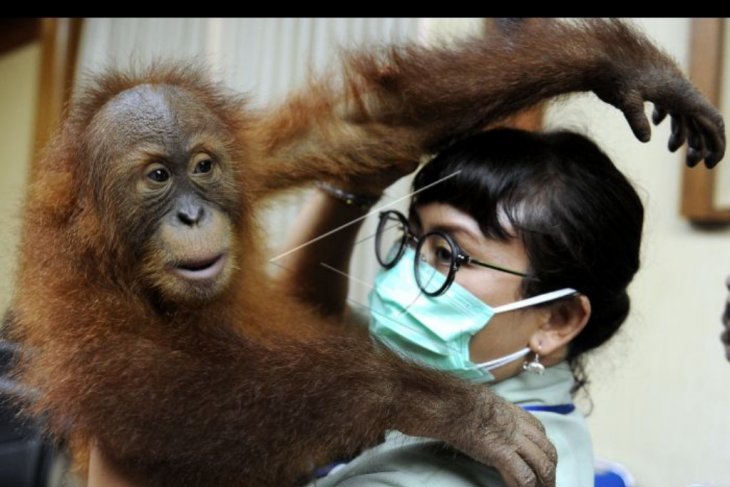 Translokasi orangutan