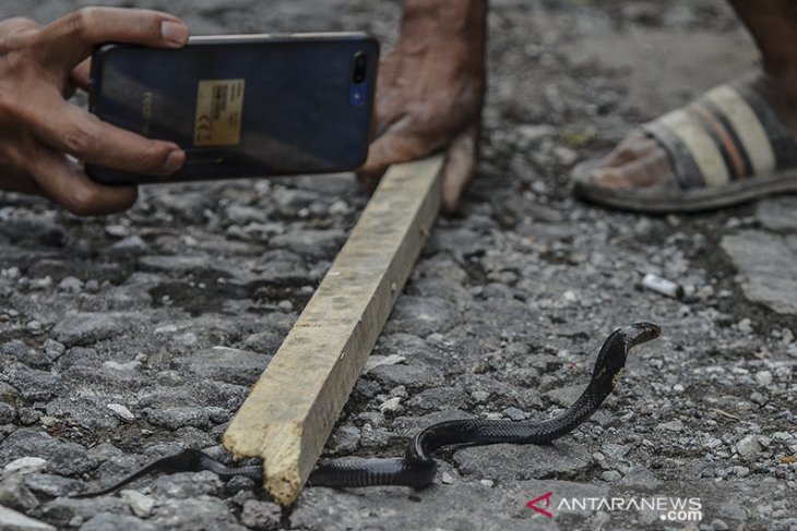 Penemuan ular kobra di permukiman Tasikmalaya 