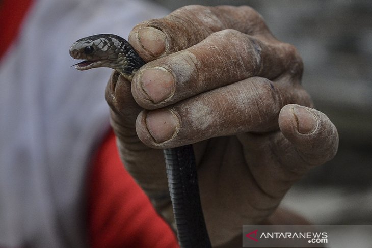 Penemuan ular kobra di permukiman Tasikmalaya 