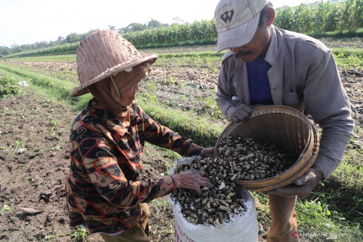 Panen kacang tanah lebih awal