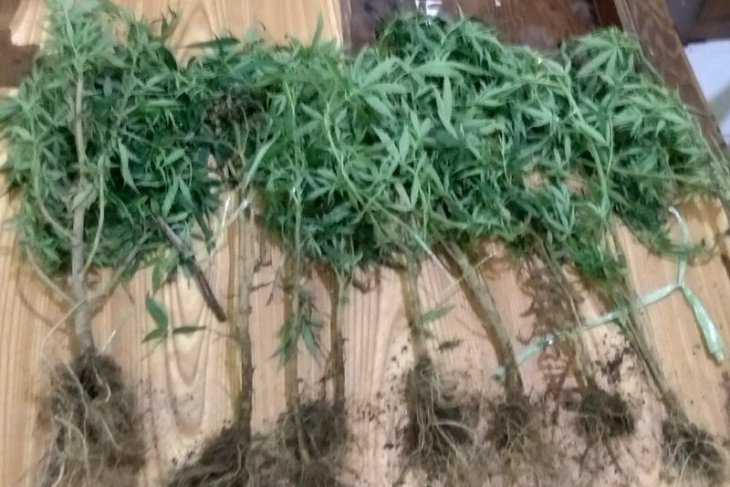 Polisi amankan tanaman ganja di perladangan Silimakuta Simalungun